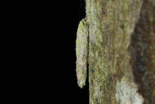 Taleporia tubulosa